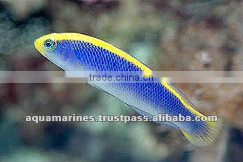 For Marine Fish Artificial Aquarium Live Rock