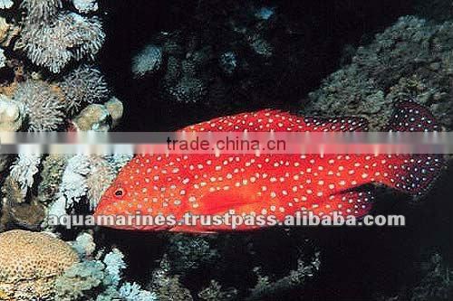 For Marine Fish Artificial Aquarium Live Rock