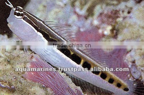 Sri Lanka Tropical Fish Aquarium Fish Ornamental Fish