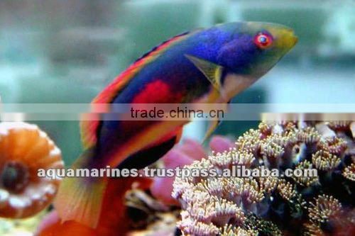 For Marine Fish Artificial Aquarium Live Rock